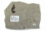 Fossil Balloon Vine (Cardiospermum) Leaf with Ant - Utah #377108-1
